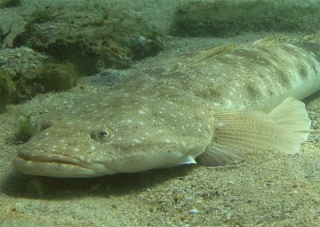Dusky Flathead