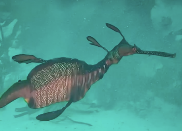 Weedy Sea Dragon