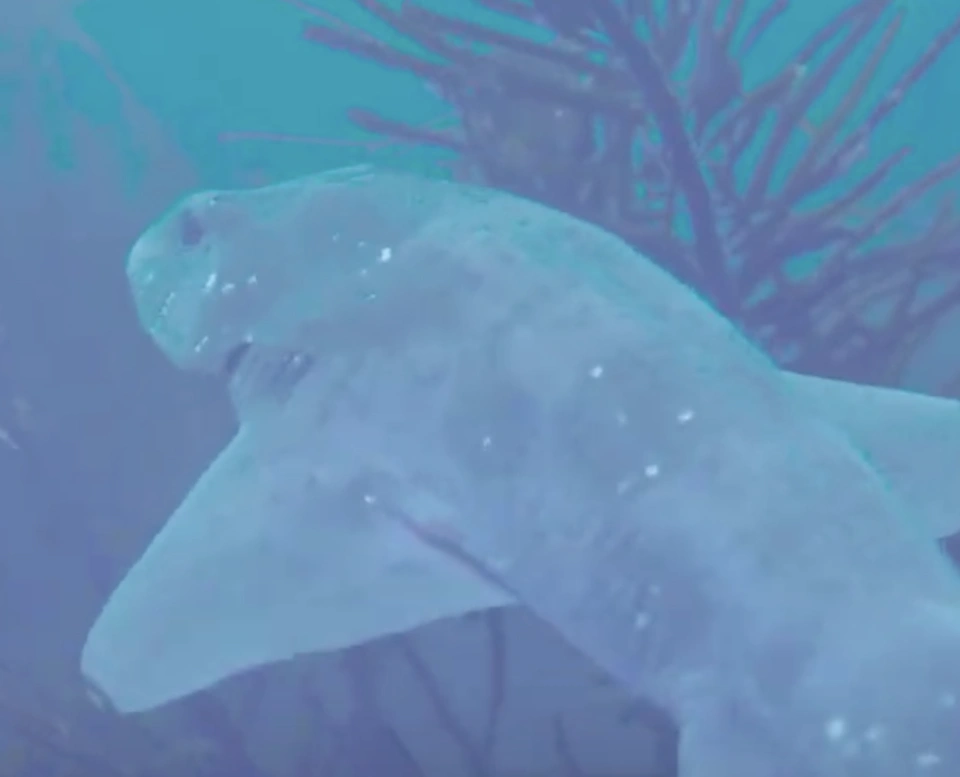 Draughtboard Shark