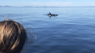 Girl observing Orcas
