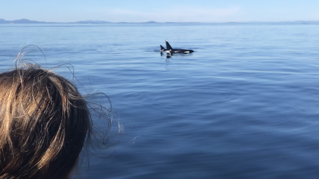 Girl observing Orcas