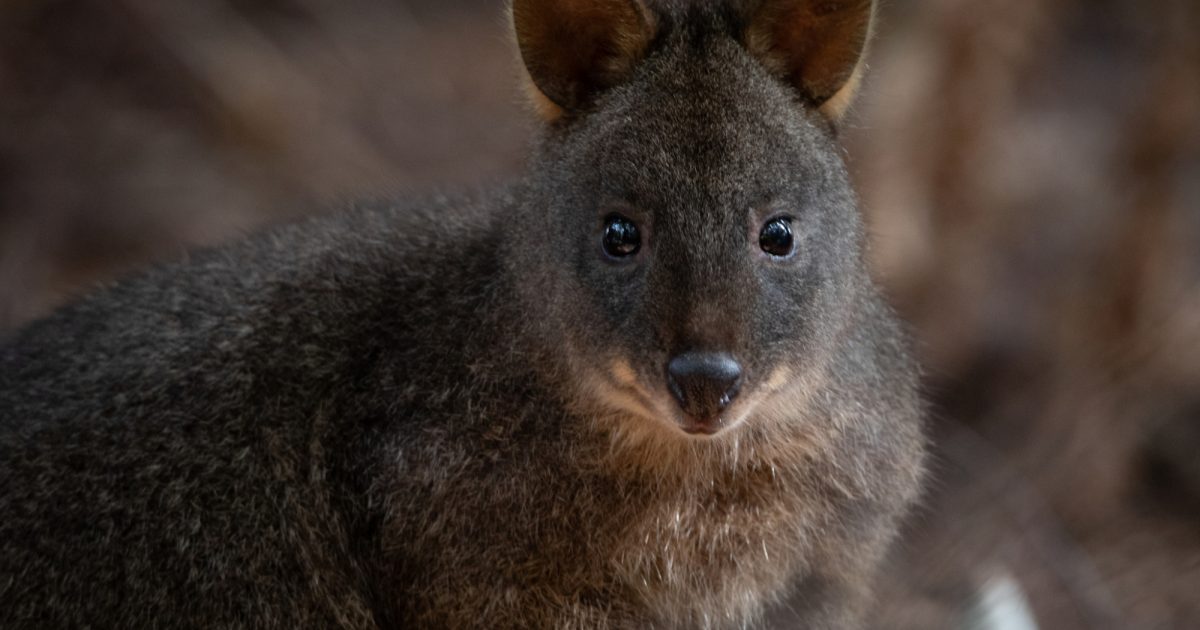 Tasmanian Pademelon | Kuno
