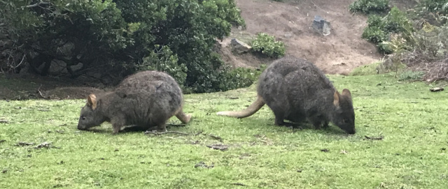 Tasmanian Pademelons