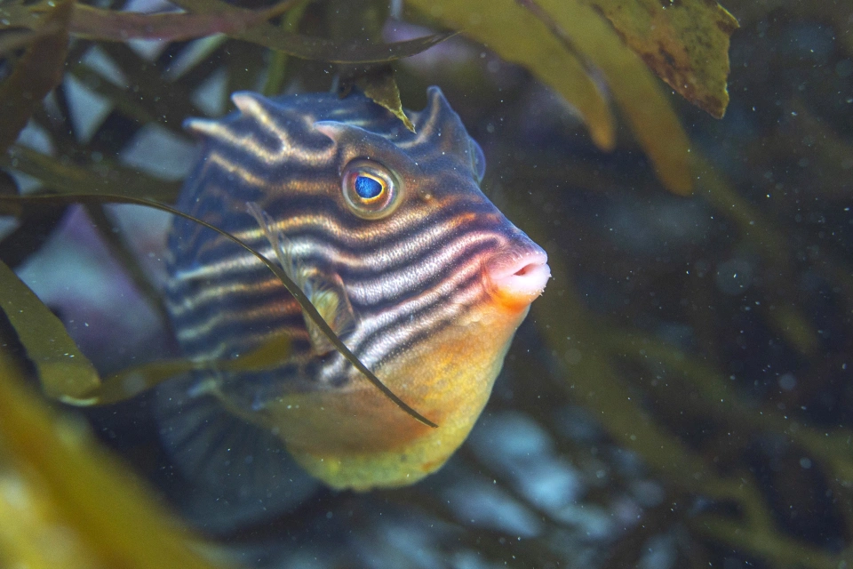 Shaws Cowfish Marcio Conrado