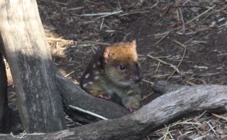 Spotted-tailed Quoll