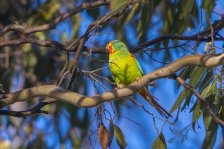 Swift Parrot4 Marcio Conrado