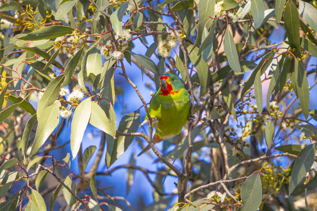 SWIFT PARROT