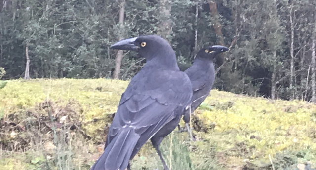 Black Currawongs