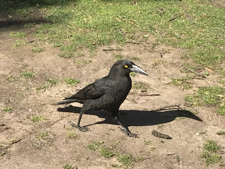 Black Currawong