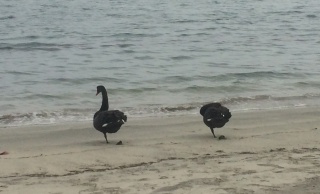 Black Swans