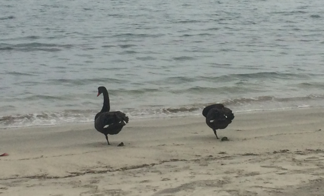 Black Swans