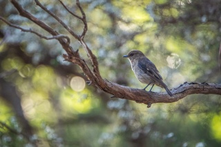 Dusky robin Dial Range 0058 by Tilde Bergstrom