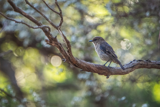 Dusky robin Dial Range 0058 by Tilde Bergstrom