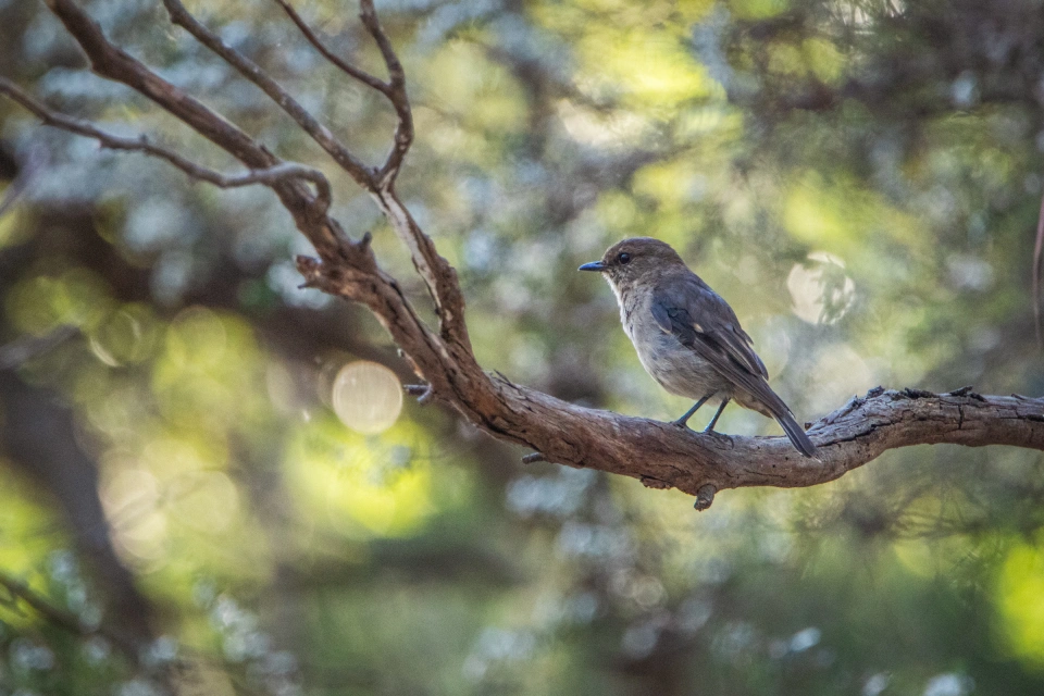 Dusky robin Dial Range 0058 by Tilde Bergstrom