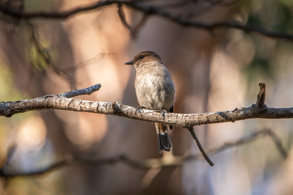 Dusky robin Dial Range 0075 by Tilde Bergstrom