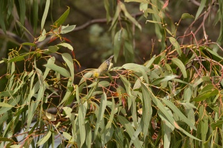 Forty Spotted Pardalote Kim Murray
