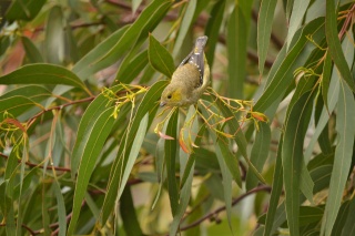 40spottedpardalote Kim Murray