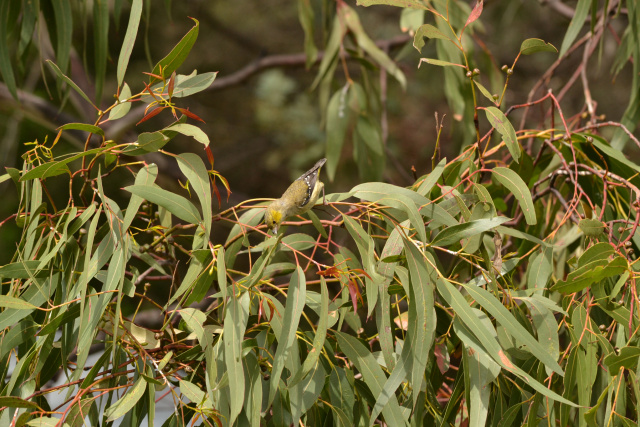 Forty Spotted Pardalote Kim Murray