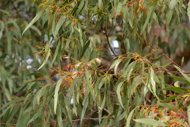 Forty Spotted pardalotes sharing food Kim Murray