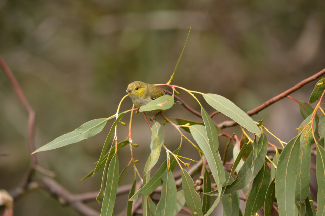 40 spot looking alert Kim Murray
