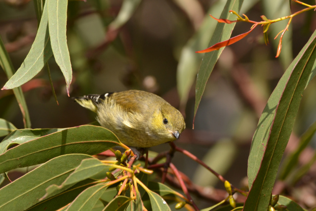 Forty Spotted Pardalote KM