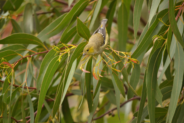 40spottedpardalote Kim Murray