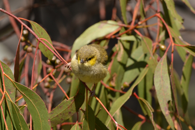 Closeup of Forty Spotted Pardalote Kim Murray