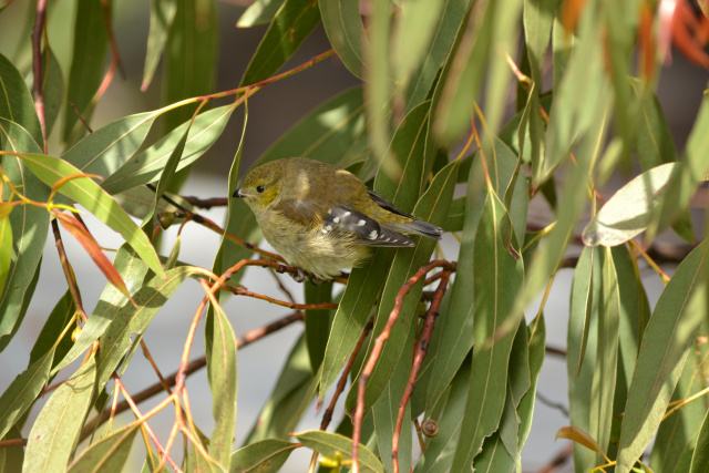 Forty Spotted Pardalote in shade Kim Murray