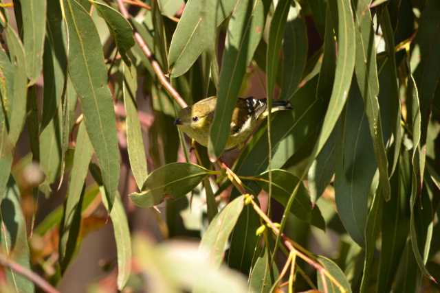 40 spotted pardalote behind leaves Kim Murray