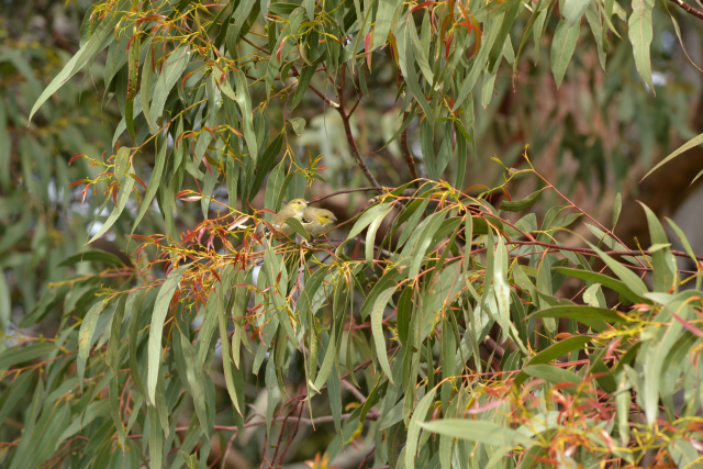 Pair of Forty Spotted Pardalotes Kim Murray