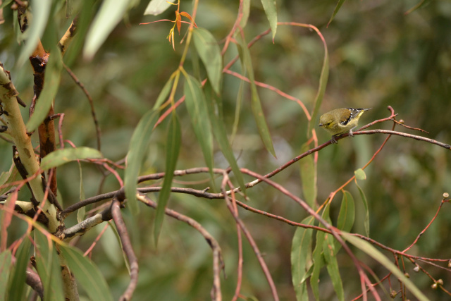 40 spot profile Kim Murray