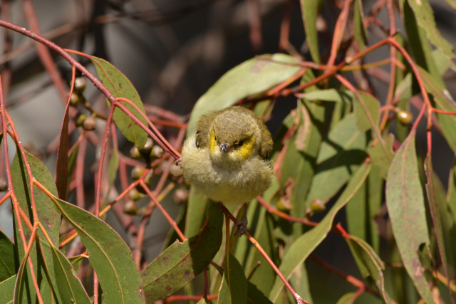 Front on view Forty Spotted Pardalote Kim Murray