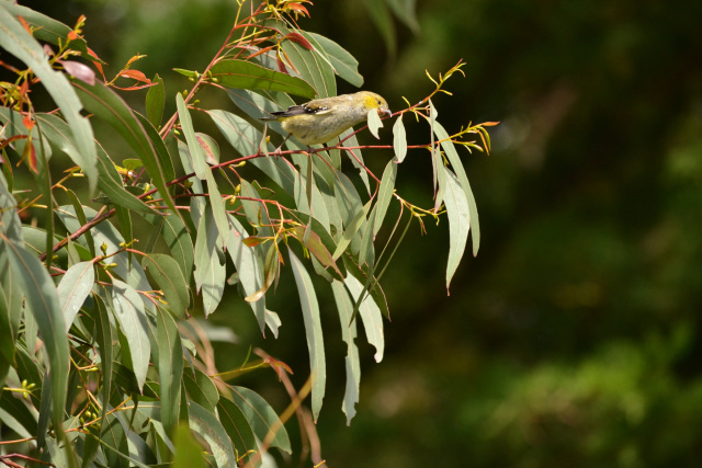 40 spotted pardalote outstretched Kim Murray