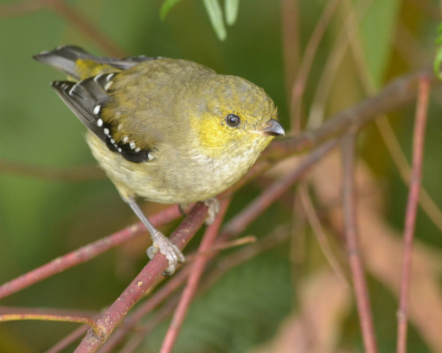 Forty Spotted Closeup Kim Murray