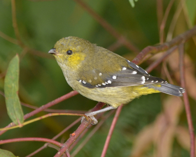 Forty Spotted Pardalote Bruny Tas Kim Murray