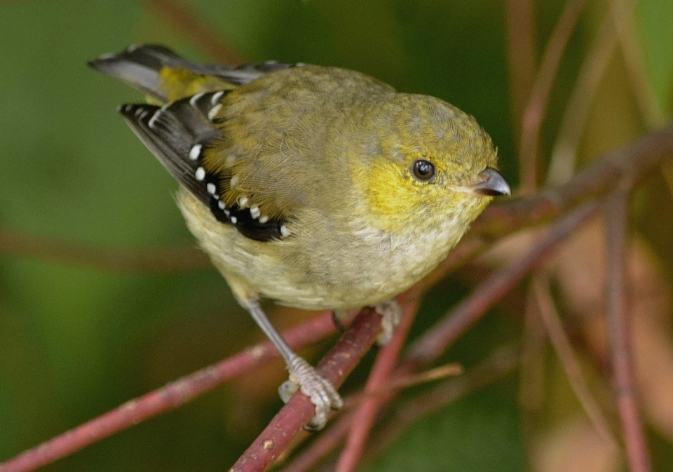 Forty spot cropped kim murray