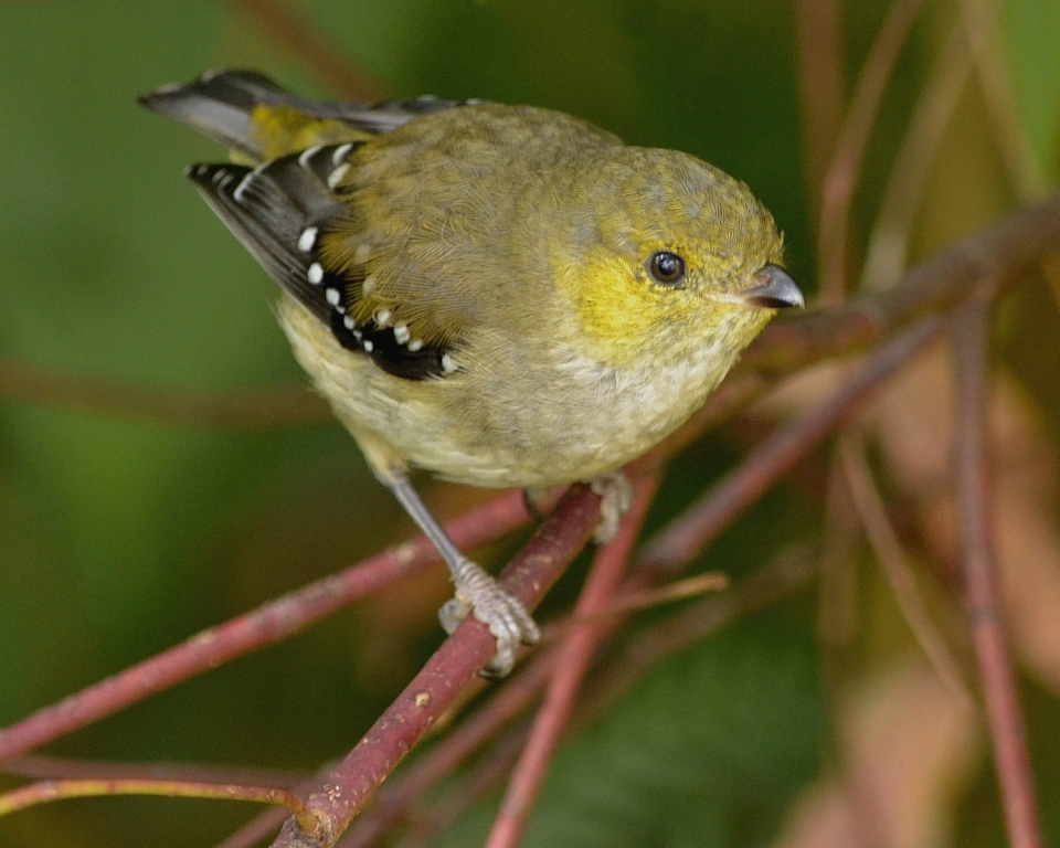 Forty Spotted Pardalote on Bruny Island Kim Murray