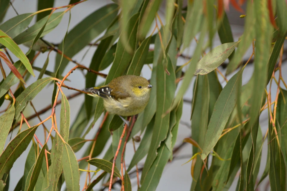 Wonderful photo of Forty Spotted Pardalote Kim Murray