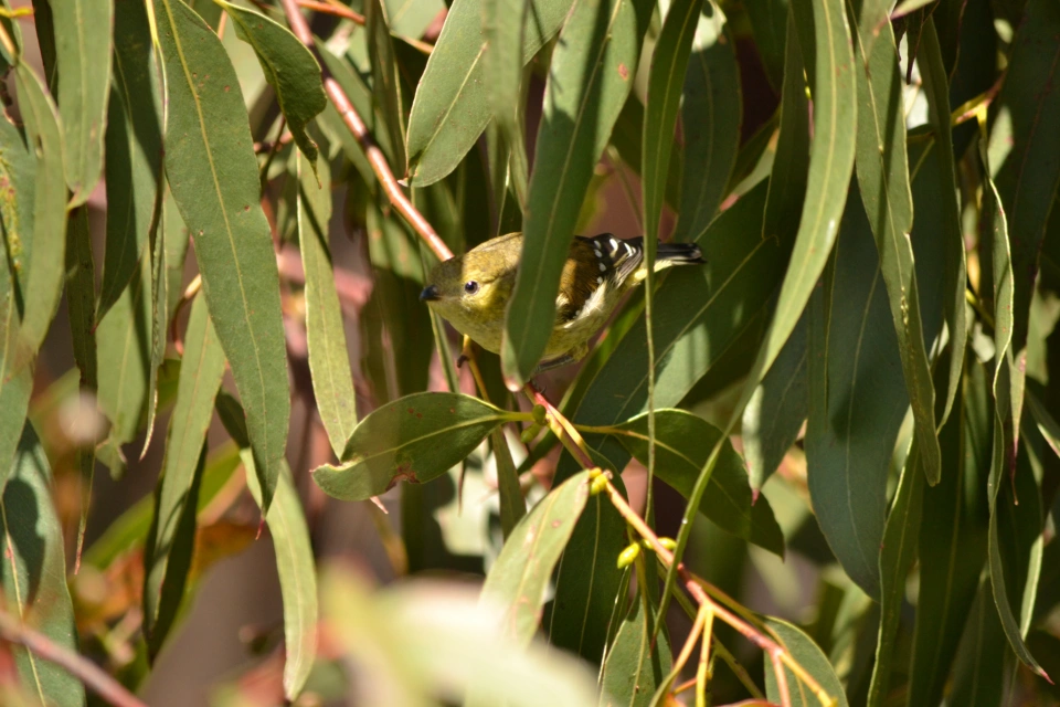40 spotted pardalote behind leaves Kim Murray