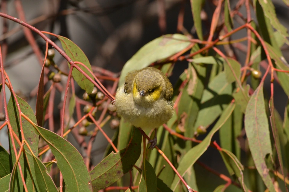 Front on view Forty Spotted Pardalote Kim Murray