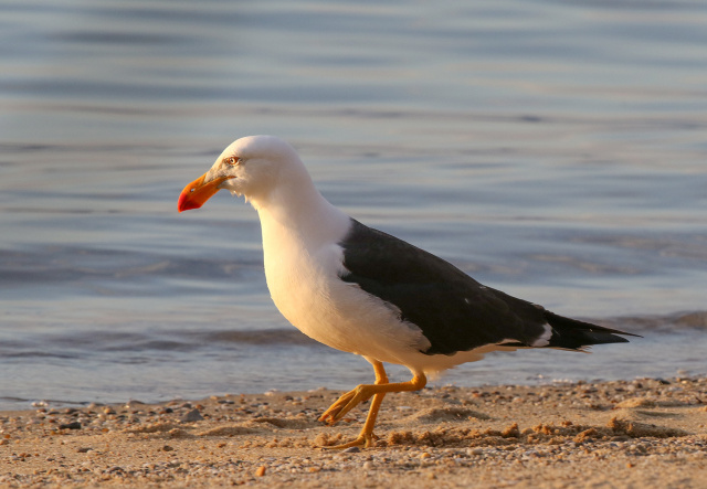 Pacific gull Kim Murray
