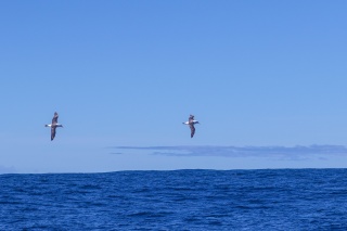 Pair of Albatross Marcio Conrado