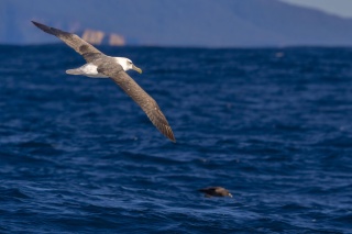Pelagics off the Peninsula Marcio Conrado