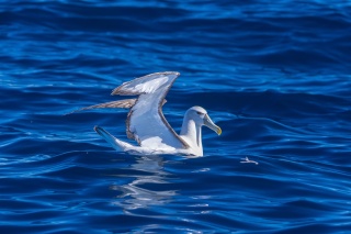 Shy Albatross on water Marcio Conrado