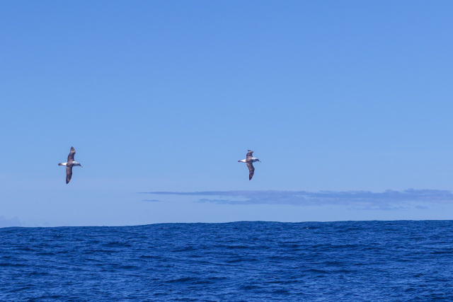 Pair of Albatross Marcio Conrado
