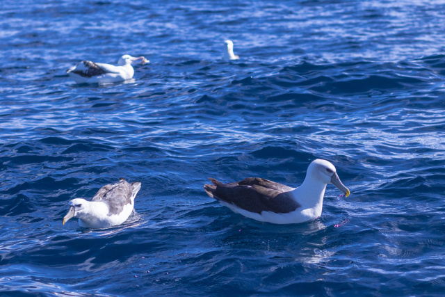 Several Albatross on Water Marcio Conrado
