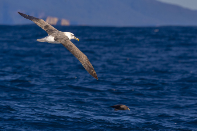 Pelagics off the Peninsula Marcio Conrado