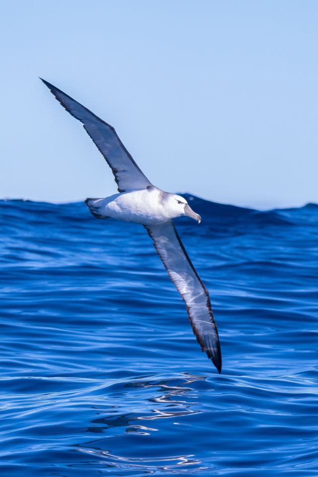 Albatross off Tasman Peninsula Marcio Conrado
