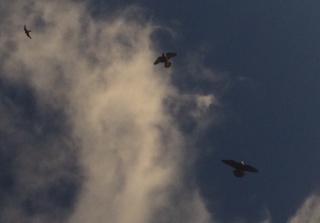 Peregrine Falcon