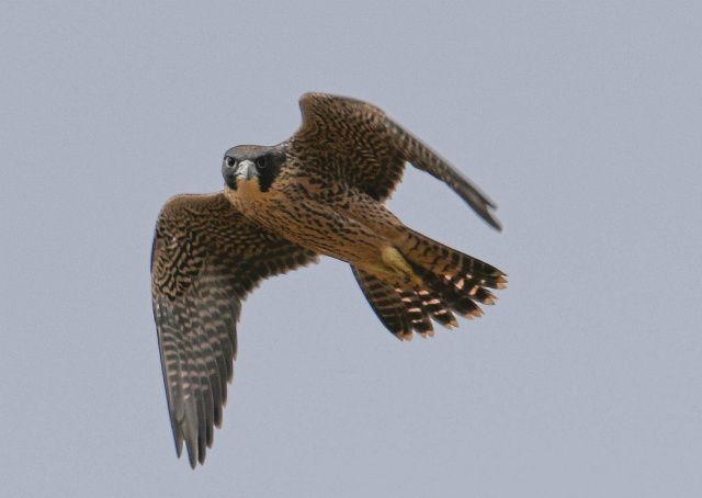 Peregrine1 on Bruny Kim Murray